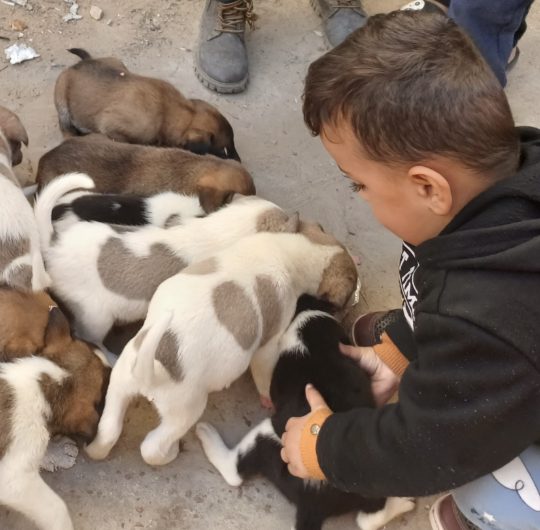 A child from the family feeding a litter of puppies at the shelter